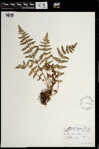 Woodsia obtusa image