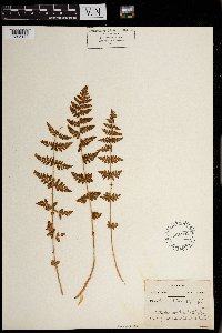 Woodsia obtusa image