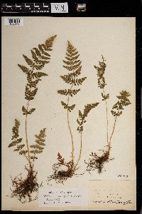 Woodsia obtusa image