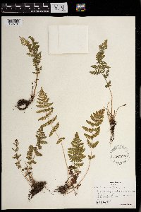 Woodsia obtusa image