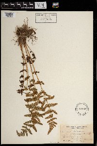 Woodsia obtusa image