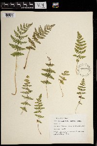 Woodsia obtusa image