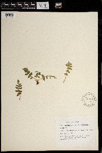 Woodsia obtusa image