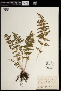 Woodsia obtusa image