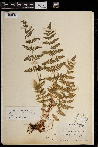 Woodsia obtusa image