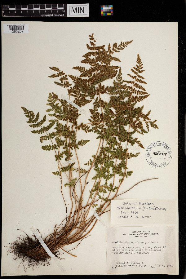 Woodsia obtusa image