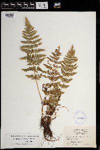 Woodsia obtusa image