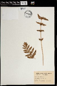 Woodsia obtusa image