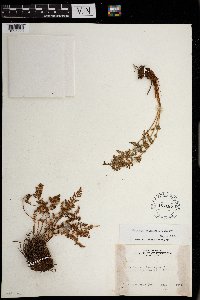 Woodsia oregana image