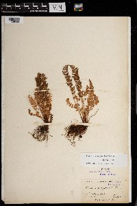 Woodsia oregana image