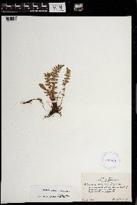 Woodsia oregana image