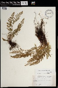 Woodsia oregana image