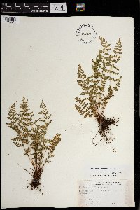 Woodsia oregana image