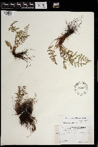 Woodsia oregana image