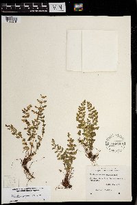 Woodsia oregana image