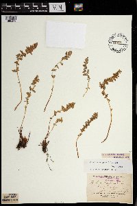 Woodsia oregana image