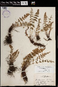 Woodsia oregana image