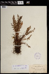 Woodsia oregana image