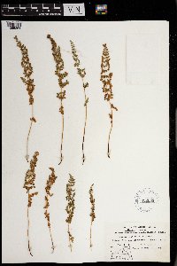 Woodsia oregana image