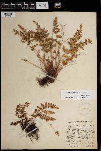 Woodsia oregana image