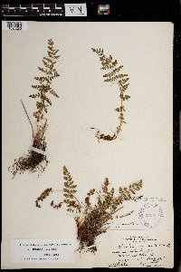 Woodsia oregana subsp. cathcartiana image