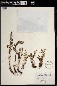 Woodsia oregana subsp. cathcartiana image