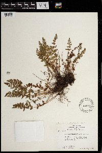 Woodsia oregana image