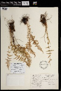 Image of Woodsia phillipsii