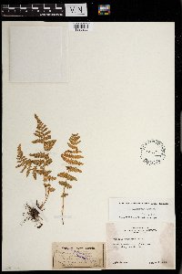 Image of Woodsia plummerae