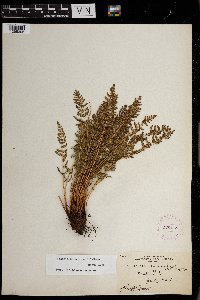 Woodsia scopulina image