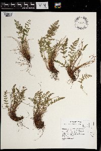 Woodsia scopulina image