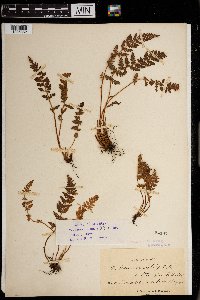 Woodsia ilvensis image