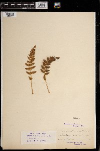 Woodsia ilvensis image