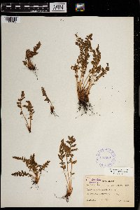 Woodsia ilvensis image