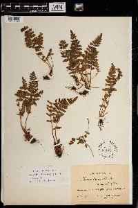 Woodsia ilvensis image