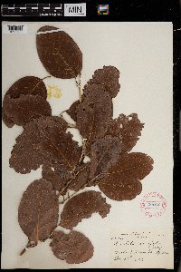 Coccoloba diversifolia image