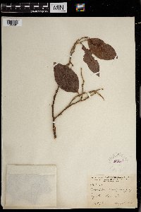 Coccoloba diversifolia image