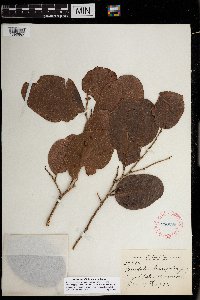 Coccoloba diversifolia image