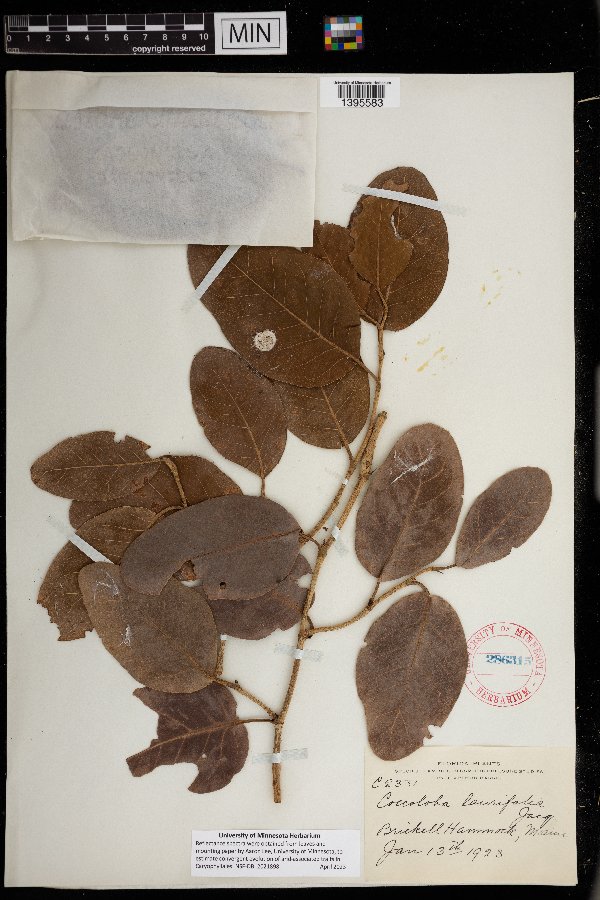 Coccoloba diversifolia image