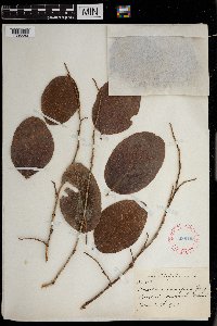 Coccoloba diversifolia image