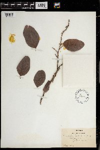 Coccoloba diversifolia image