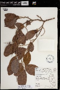 Coccoloba diversifolia image