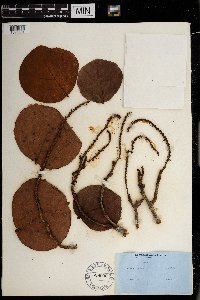 Coccoloba uvifera image