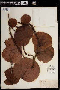 Coccoloba uvifera image