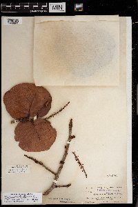 Coccoloba uvifera image