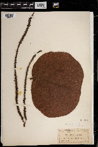 Coccoloba uvifera image