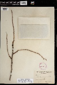 Coccoloba uvifera image