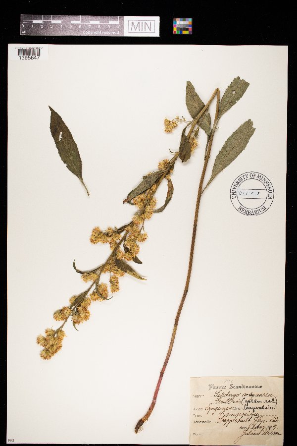 Solidago virgaurea image