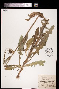 Sonchus arvensis image