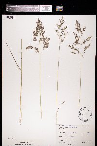 Poa pratensis subsp. pratensis image